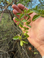 (c) klicklo, some rights reserved (CC BY) Ceanothus spinosus, photograph (c) klicklo, some rights reserved (CC BY)