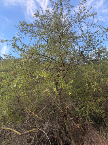 Ceanothus spinosus, photograph 5