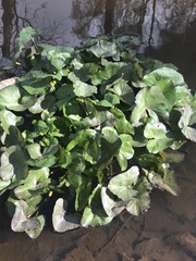 Caltha palustris