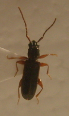 Dendrophagus crenatus