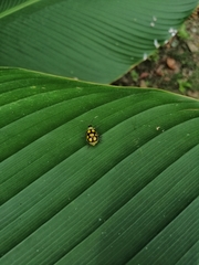Diabrotica regalis