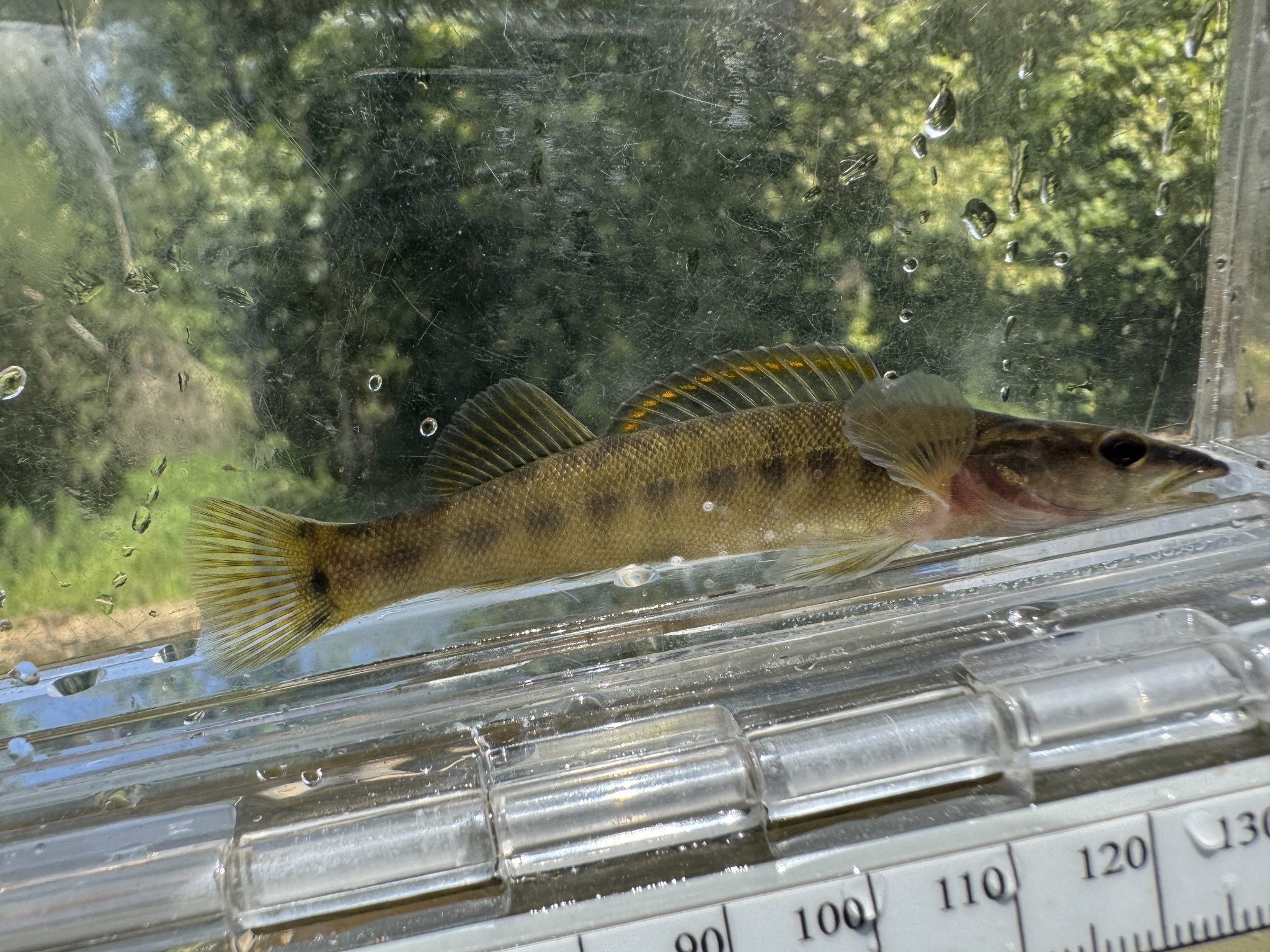 Sharpnose Darter photo 7