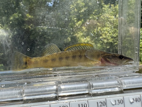 Sharpnose darter (Percina oxyrhynchus) — Percidae — 4