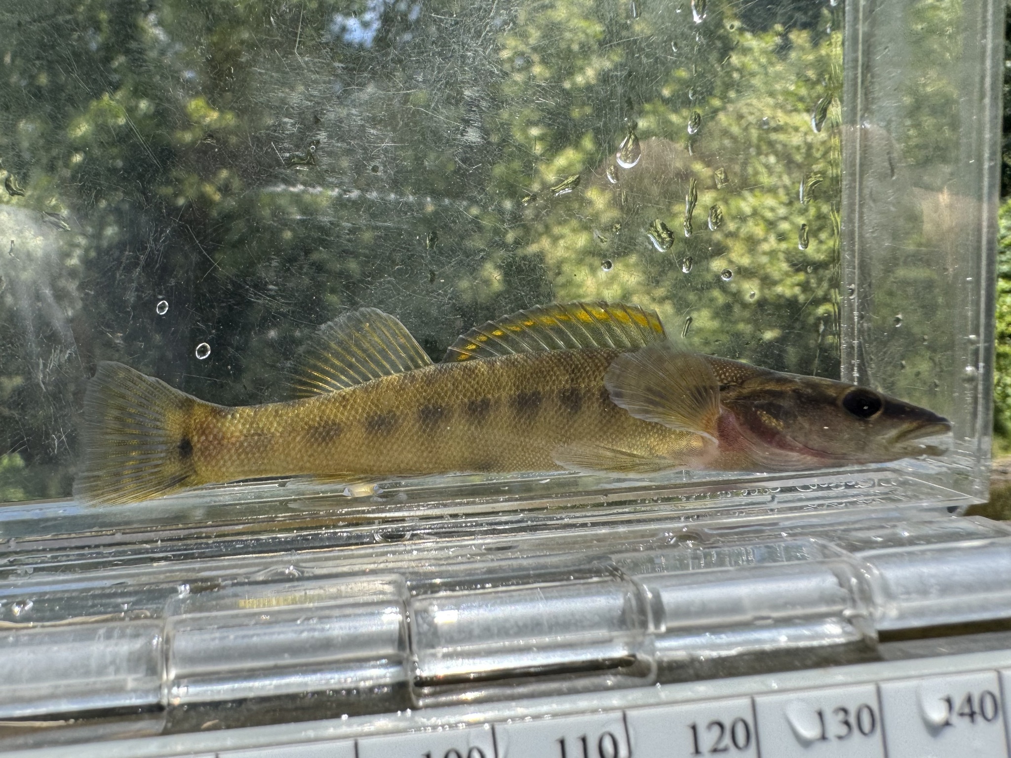 Sharpnose Darter photo 6