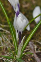 Crocus vernus