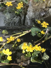 Caltha palustris