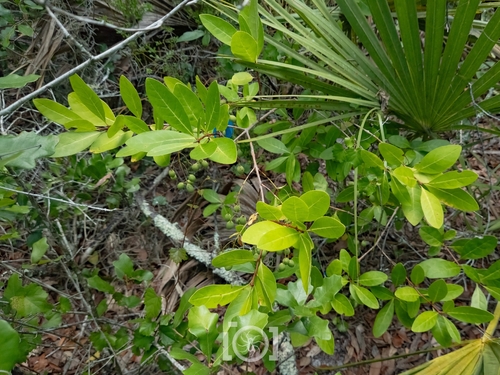 Pygmy fringetree (Chionanthus pygmaeus)