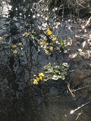 Caltha palustris