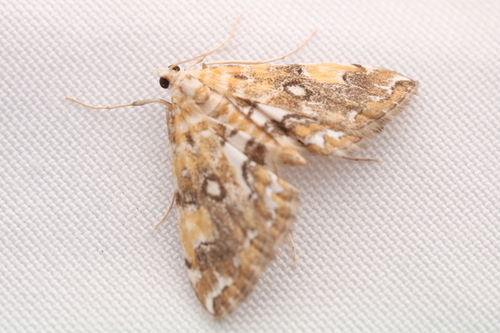 Elophila faulalis photo 5