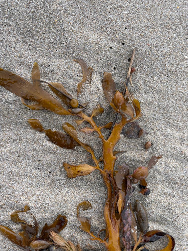Carpophyllum flexuosum observed 2026-07-06