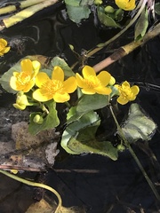 Caltha palustris