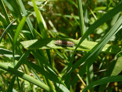 Melitaea didyma