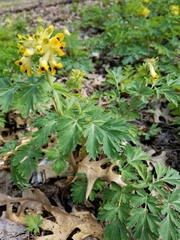 Corydalis nobilis