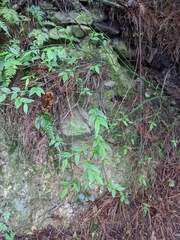 Vaccinium japonicum lasiostemon