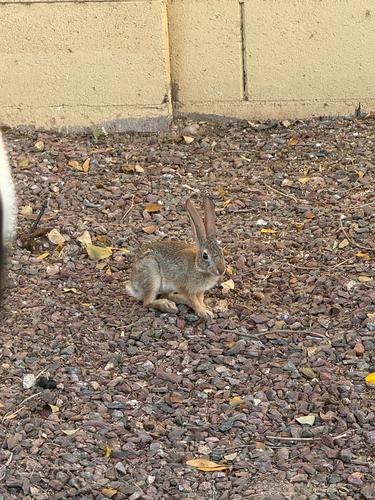 Desert Cottontail