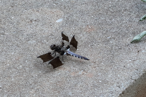 Common Whitetail