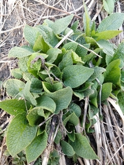 Symphytum officinale