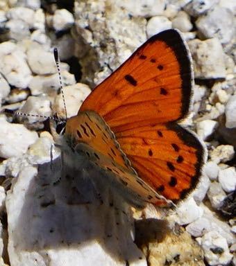 iNaturalist observation photo of Lustrous Copper