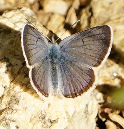 iNaturalist observation photo of Polyommatina