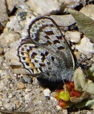 iNaturalist observation photo of American Dotted Blues