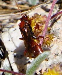 iNaturalist observation photo of Spilichneumon