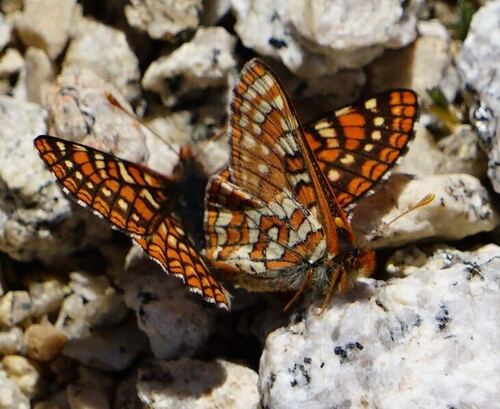 iNaturalist observation photo of Euphydryas