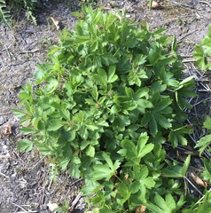 Astrantia major