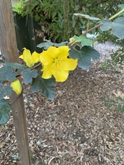 Fremontodendron californicum