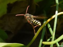 Nomada fulvicornis