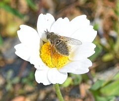 Conophorus glaucescens