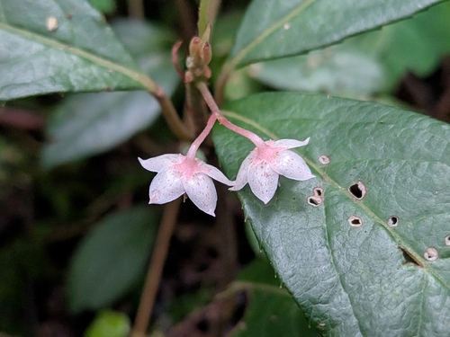 Ardisia japonica, photograph 1