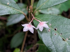 (c) plant 0302, some rights reserved (CC BY) Ardisia japonica, photograph (c) plant 0302, some rights reserved (CC BY)