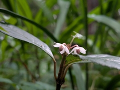 (c) plant 0302, some rights reserved (CC BY) Ardisia japonica, photograph (c) plant 0302, some rights reserved (CC BY)