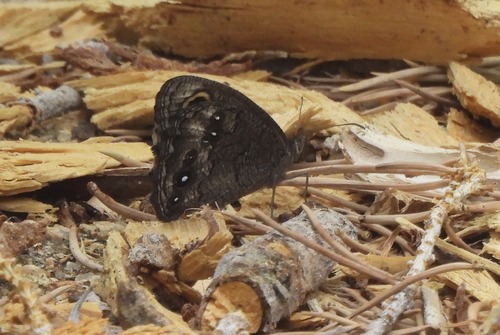 iNaturalist observation photo of Great Basin Wood-Nymph