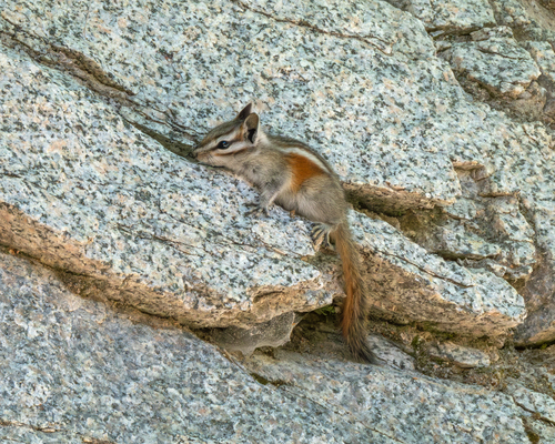 Lodgepole Chipmunk observed by carriebk