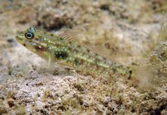 Bridled Goby photo 2