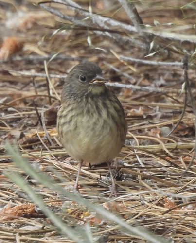 iNaturalist observation photo of Dark-eyed Junco