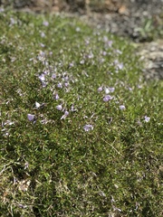 Phlox subulata