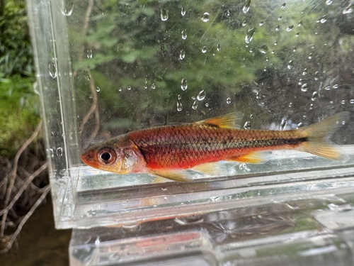 Redlip shiner (Notropis chiliticus) — Cyprinidae — 5