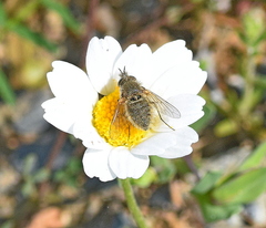 Conophorus glaucescens