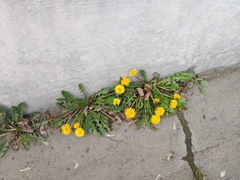 Taraxacum officinale
