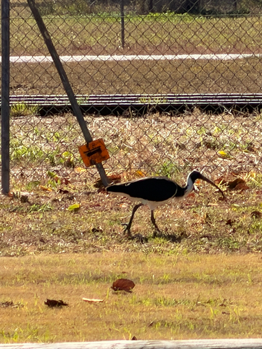 Straw-necked Ibis