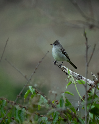 Yellow-bellied Elaenia