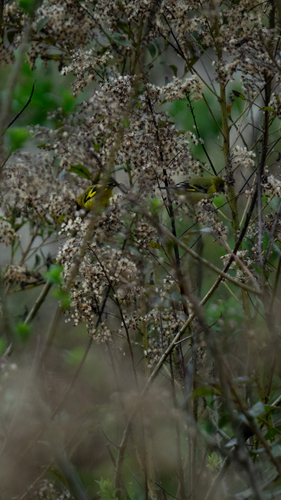 Hooded Siskin