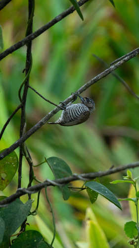 White-barred Piculet