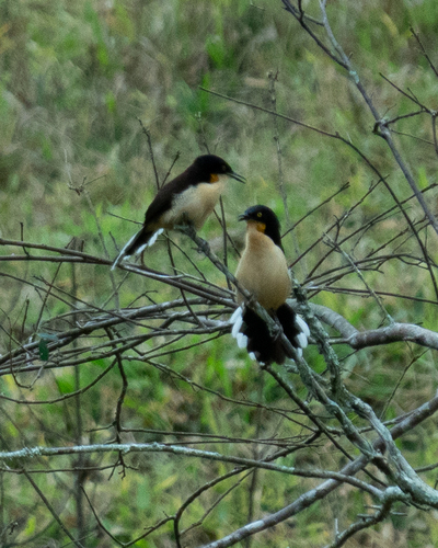 Black-capped Donacobius