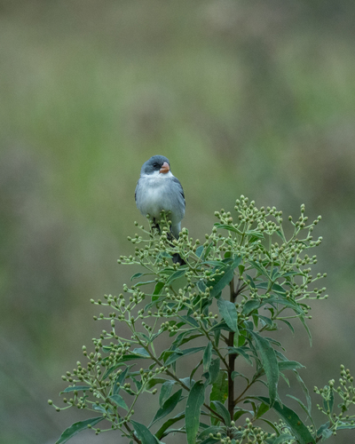 White-bellied Seedeater