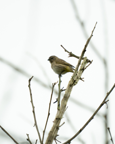 Saffron Finch
