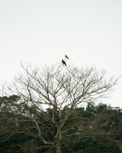 Yellow-headed Caracara
