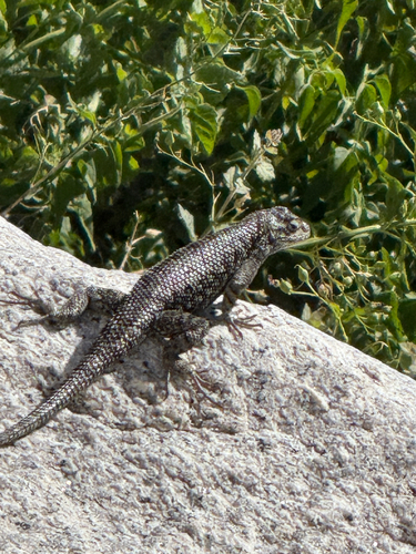 iNaturalist observation photo of Western Fence Lizard